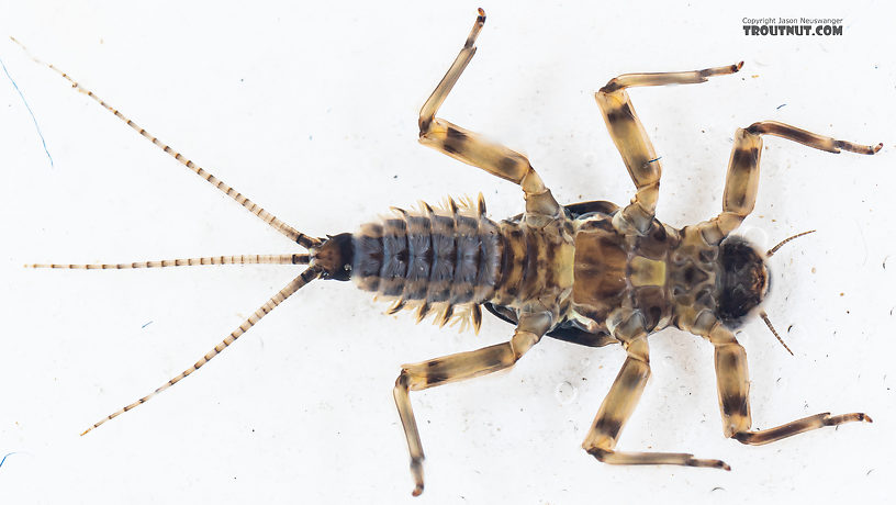 Male Drunella pelosa Mayfly Nymph from Mystery Creek #249 in Washington