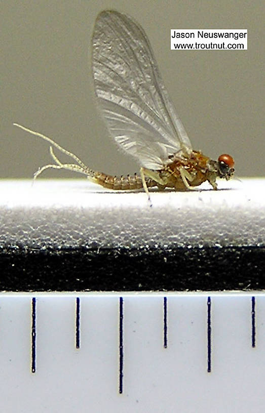 Male Ephemerellidae (Hendricksons, Sulphurs, PMDs, BWOs) Mayfly Dun from unknown in New York