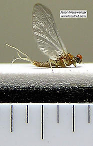 Male Ephemerellidae (Hendricksons, Sulphurs, PMDs, BWOs) Mayfly Dun