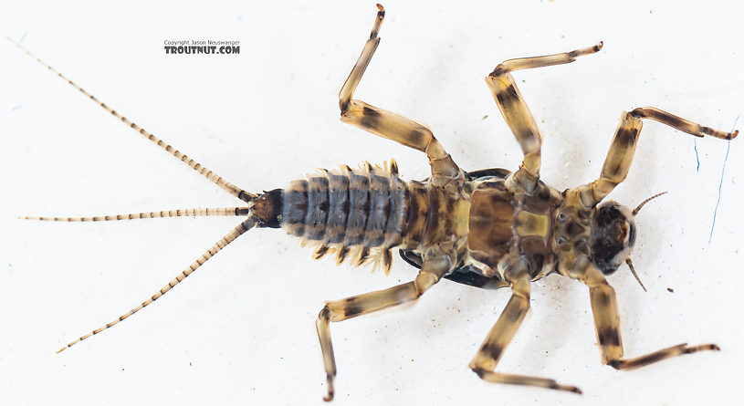 Inside the front tarsus of this nymph, you can see the multiple segments of the adult tarsus forming.  Male Drunella pelosa Mayfly Nymph from Mystery Creek #249 in Washington