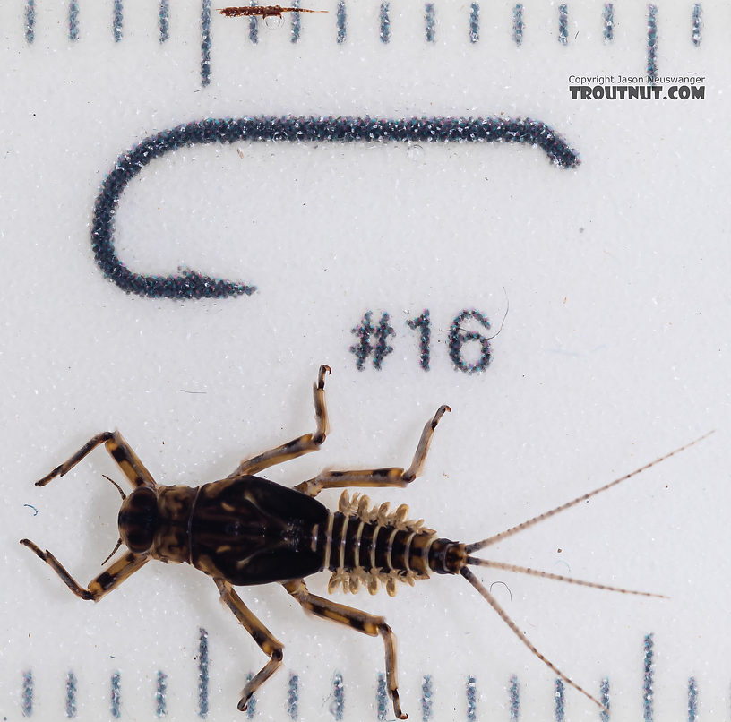 Male Drunella pelosa Mayfly Nymph from Mystery Creek #249 in Washington