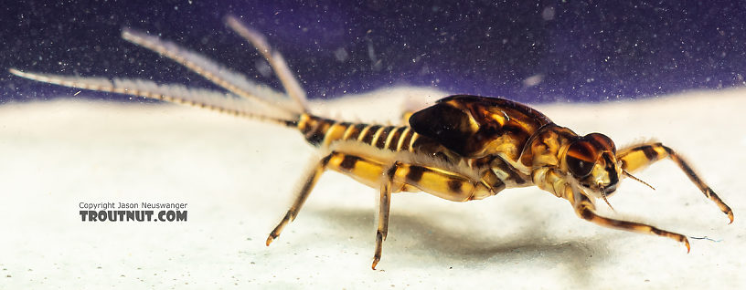 Male Drunella pelosa Mayfly Nymph from Mystery Creek #249 in Washington