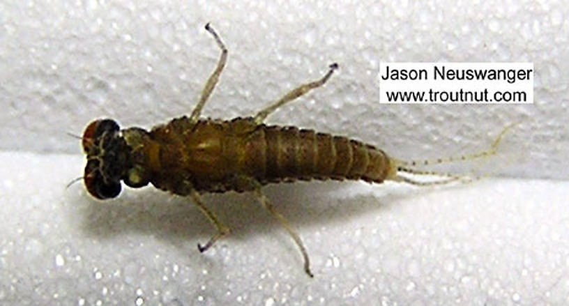 Male Ephemerellidae (Hendricksons, Sulphurs, PMDs, BWOs) Mayfly Dun from unknown in New York