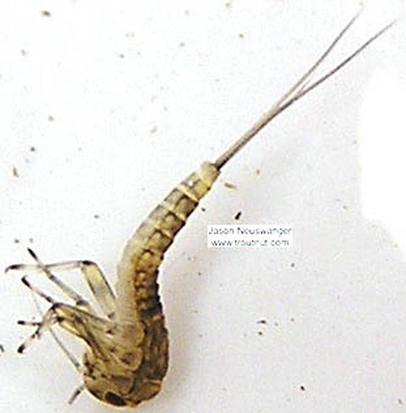 Baetidae (Blue-Winged Olives) Mayfly Nymph from unknown in Wisconsin