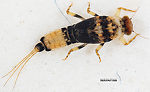 Male Attenella delantala (Small Blue-Winged Olive) Mayfly Nymph