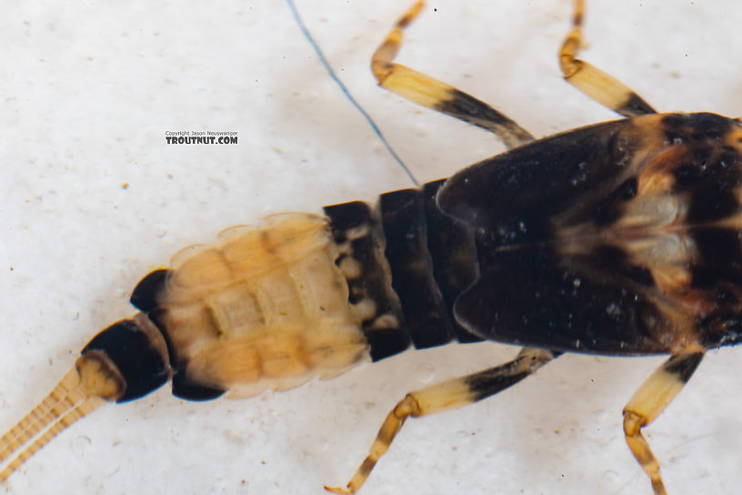 Male Attenella delantala (Small Blue-Winged Olive) Mayfly Nymph from Mystery Creek #249 in Washington