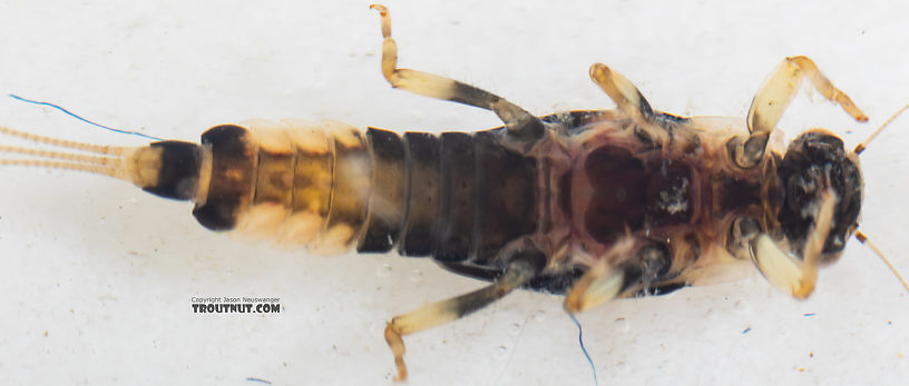 Male Attenella delantala (Small Blue-Winged Olive) Mayfly Nymph from Mystery Creek #249 in Washington