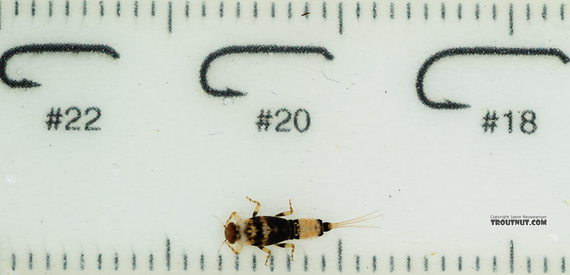 Male Attenella delantala (Small Blue-Winged Olive) Mayfly Nymph from Mystery Creek #249 in Washington