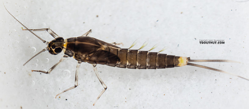 Diphetor hageni (Little Blue-Winged Olive) Mayfly Nymph from Mystery Creek #249 in Washington