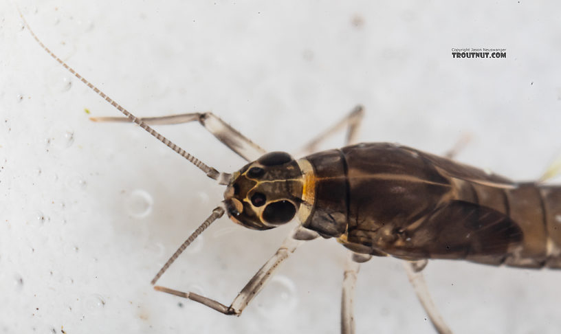 Diphetor hageni (Little Blue-Winged Olive) Mayfly Nymph from Mystery Creek #249 in Washington