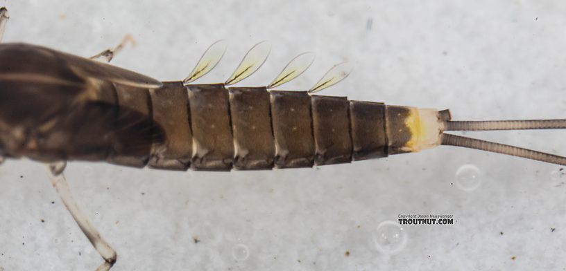 This specimen is missing one of its cerci (tails) and all the gills on the left side, but I didn't have a more intact one available.  Diphetor hageni (Little Blue-Winged Olive) Mayfly Nymph from Mystery Creek #249 in Washington