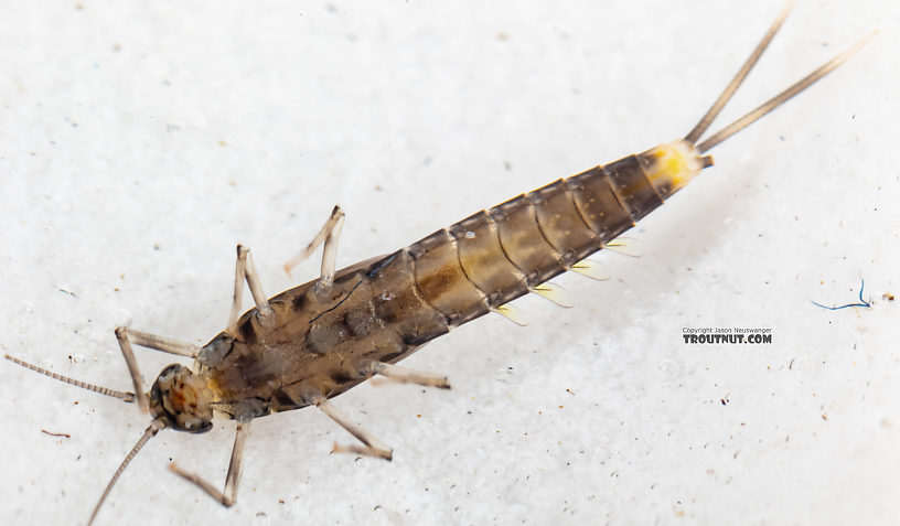 Diphetor hageni (Little Blue-Winged Olive) Mayfly Nymph from Mystery Creek #249 in Washington