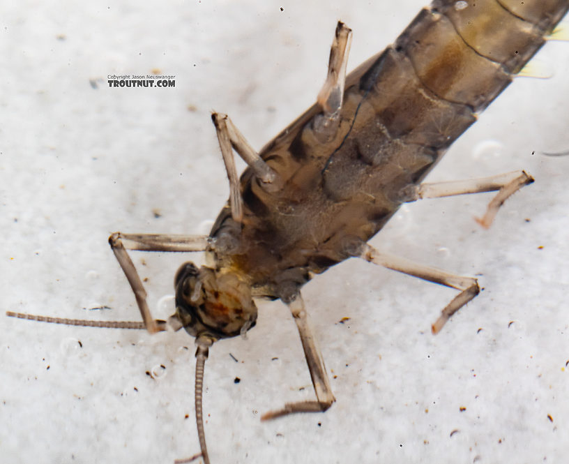 Diphetor hageni (Little Blue-Winged Olive) Mayfly Nymph from Mystery Creek #249 in Washington