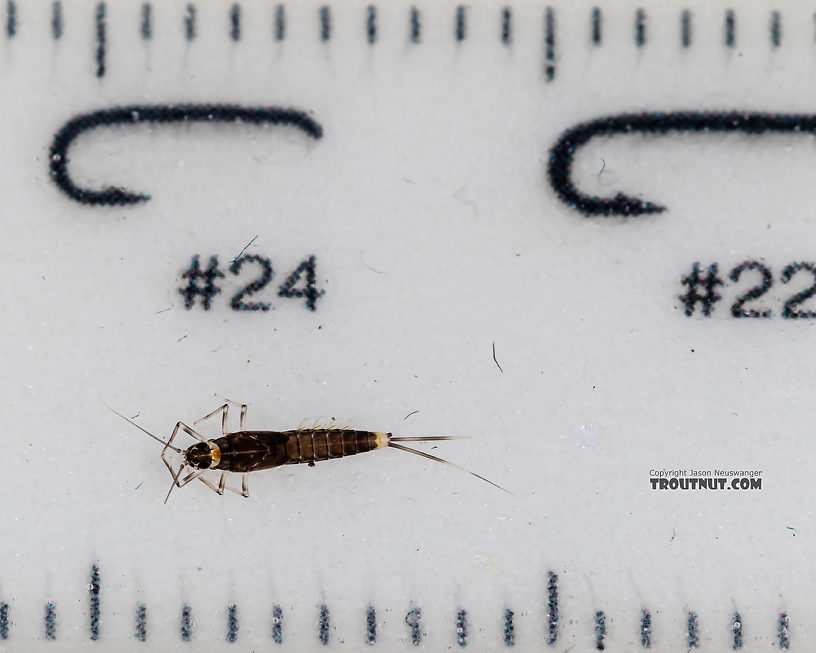 Diphetor hageni (Little Blue-Winged Olive) Mayfly Nymph from Mystery Creek #249 in Washington