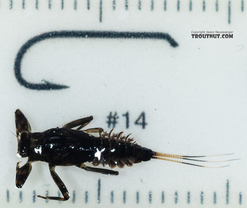 Drunella coloradensis (Small Western Green Drake) Mayfly Nymph from Mystery Creek #249 in Washington