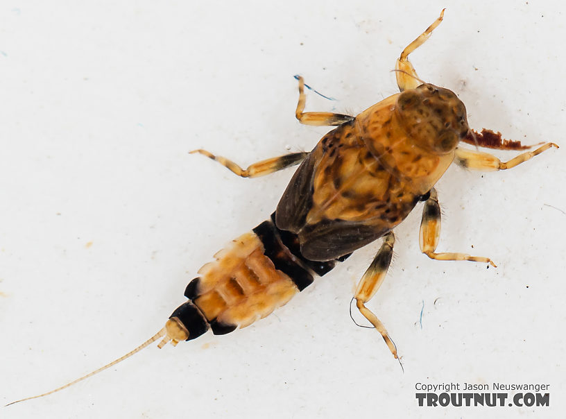 Female Attenella delantala (Small Blue-Winged Olive) Mayfly Nymph from Mystery Creek #249 in Washington