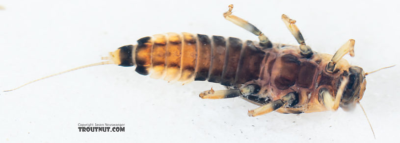 Female Attenella delantala (Small Blue-Winged Olive) Mayfly Nymph from Mystery Creek #249 in Washington