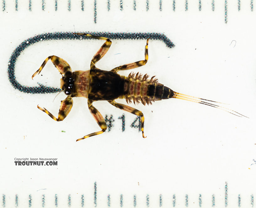 Drunella coloradensis (Small Western Green Drake) Mayfly Nymph from Mystery Creek #249 in Washington