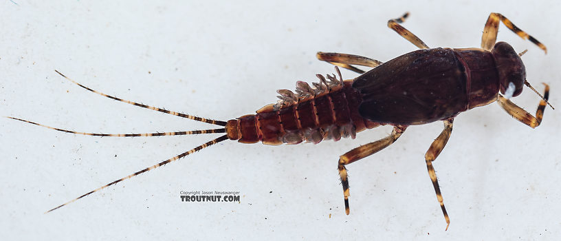 Ephemerella tibialis (Little Western Dark Hendrickson) Mayfly Nymph from Mystery Creek #249 in Washington