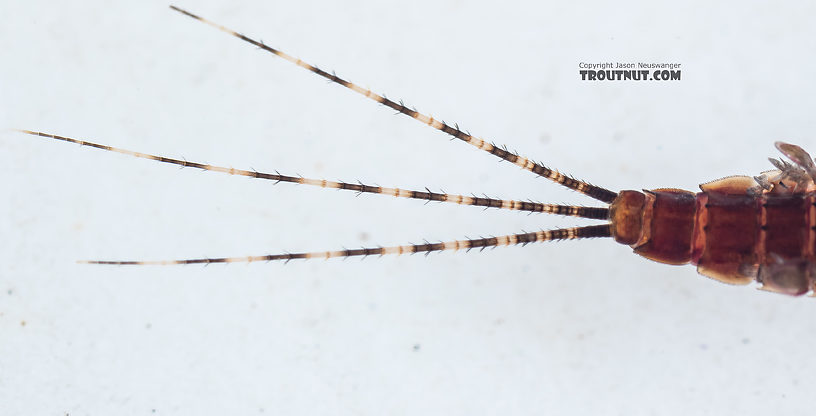 Ephemerella tibialis (Little Western Dark Hendrickson) Mayfly Nymph from Mystery Creek #249 in Washington