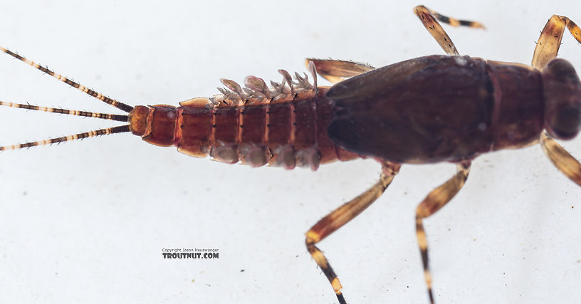 Ephemerella tibialis (Little Western Dark Hendrickson) Mayfly Nymph from Mystery Creek #249 in Washington