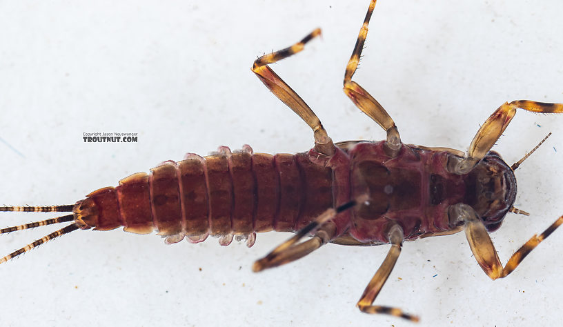 Ephemerella tibialis (Little Western Dark Hendrickson) Mayfly Nymph from Mystery Creek #249 in Washington