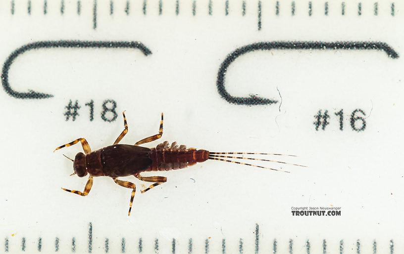 Ephemerella tibialis (Little Western Dark Hendrickson) Mayfly Nymph from Mystery Creek #249 in Washington