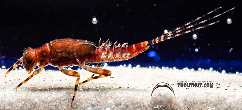 Ephemerella tibialis (Little Western Dark Hendrickson) Mayfly Nymph from Mystery Creek #249 in Washington