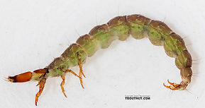 Rhyacophila (Green Sedges) Caddisfly Larva