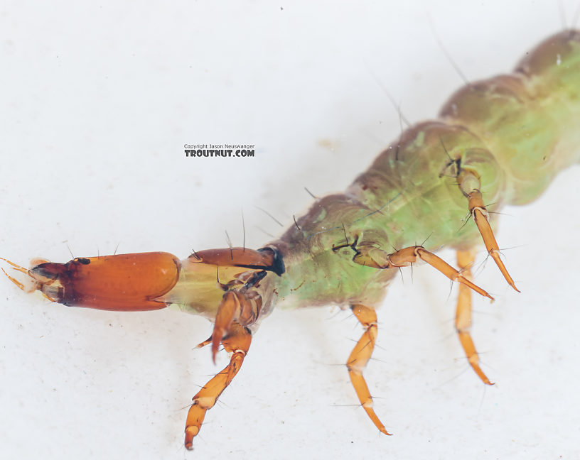 Rhyacophila (Green Sedges) Caddisfly Larva from Mystery Creek #249 in Washington