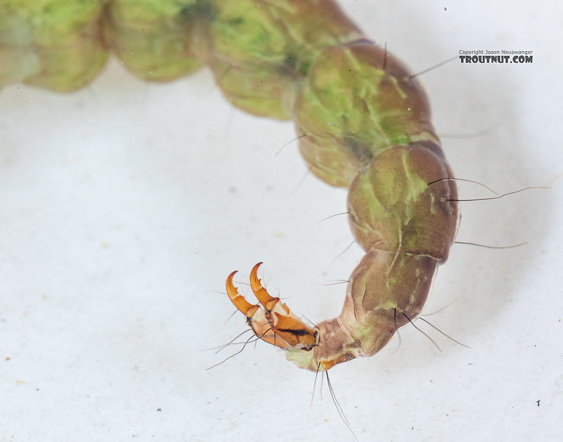 Rhyacophila (Green Sedges) Caddisfly Larva from Mystery Creek #249 in Washington