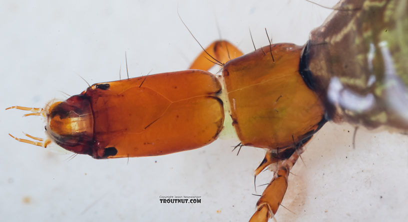 Rhyacophila (Green Sedges) Caddisfly Larva from Mystery Creek #249 in Washington