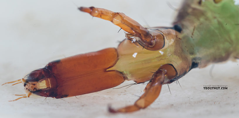 Rhyacophila (Green Sedges) Caddisfly Larva from Mystery Creek #249 in Washington