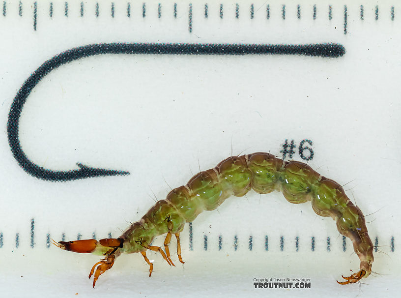 Rhyacophila (Green Sedges) Caddisfly Larva from Mystery Creek #249 in Washington