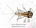 Leucrocuta hebe (Little Yellow Quill) Mayfly Nymph