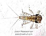 Leucrocuta hebe (Little Yellow Quill) Mayfly Nymph