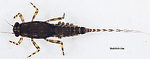 Ephemerella tibialis (Little Western Dark Hendrickson) Mayfly Nymph