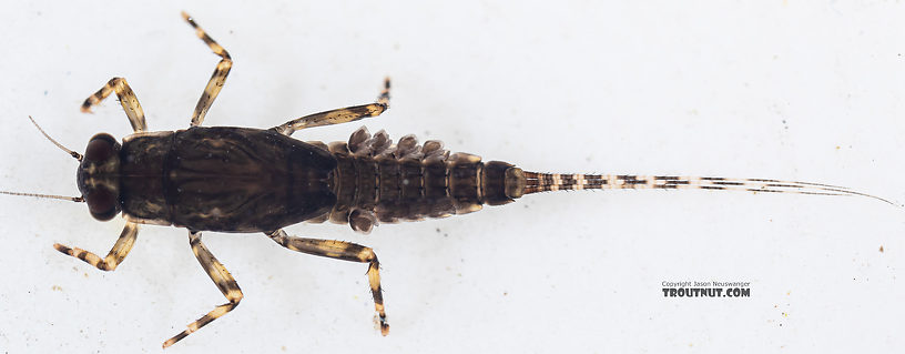 Ephemerella tibialis (Little Western Dark Hendrickson) Mayfly Nymph from Mystery Creek #249 in Washington