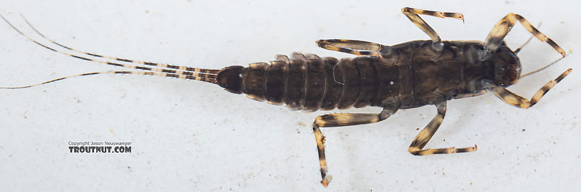 Ephemerella tibialis (Little Western Dark Hendrickson) Mayfly Nymph from Mystery Creek #249 in Washington