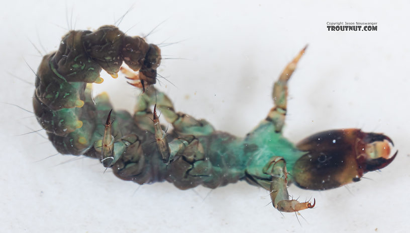 Rhyacophila vocala (Green Sedge) Caddisfly Larva from Mystery Creek #249 in Washington