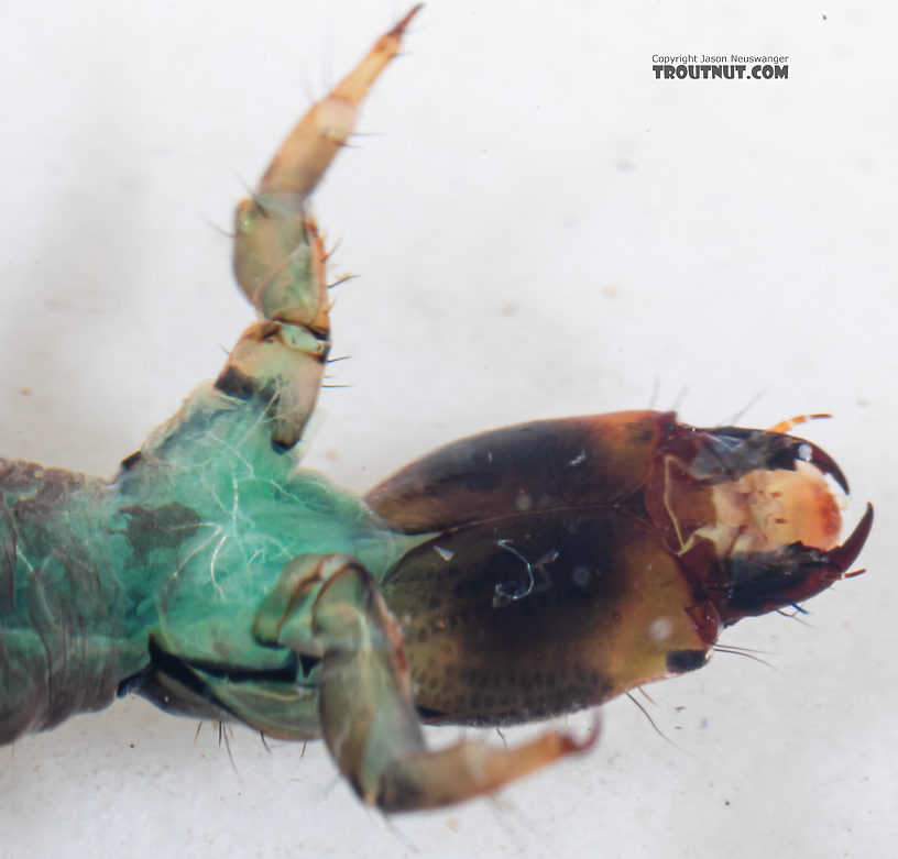 Rhyacophila vocala (Green Sedge) Caddisfly Larva from Mystery Creek #249 in Washington