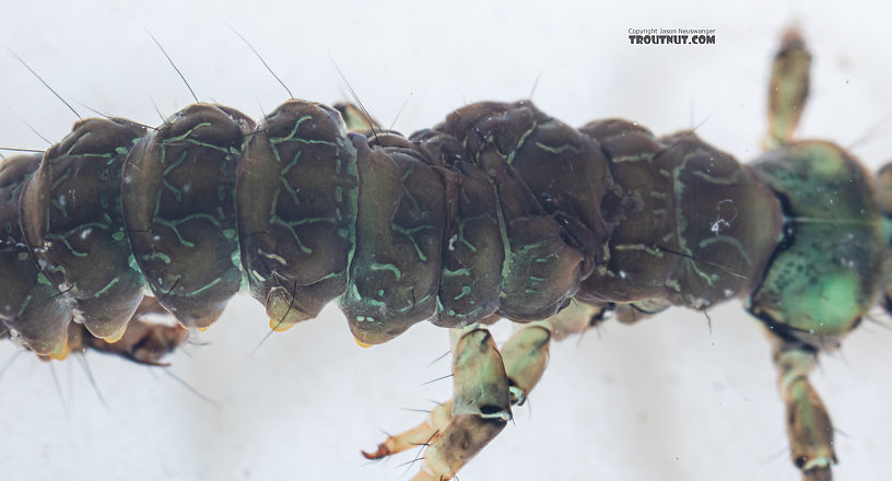 Rhyacophila vocala (Green Sedge) Caddisfly Larva from Mystery Creek #249 in Washington