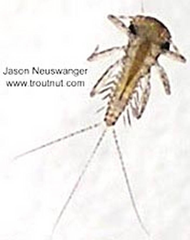 Leucrocuta hebe (Little Yellow Quill) Mayfly Nymph from the Namekagon River in Wisconsin