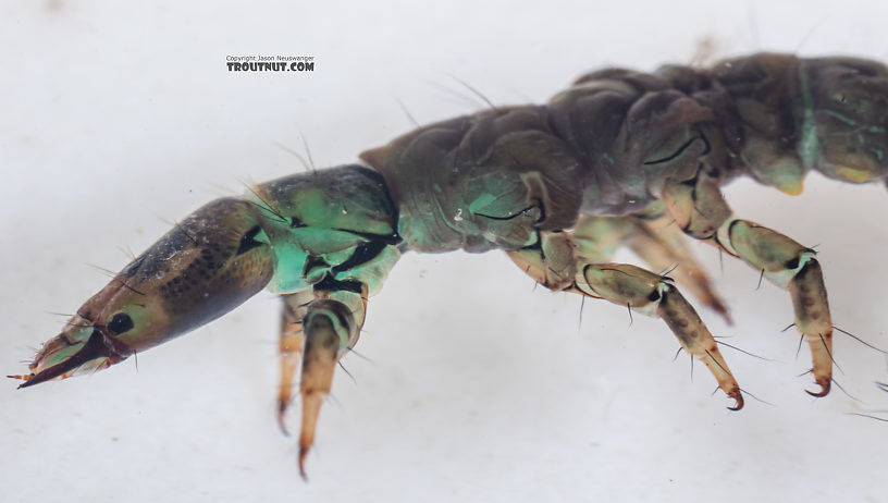 Rhyacophila vocala (Green Sedge) Caddisfly Larva from Mystery Creek #249 in Washington