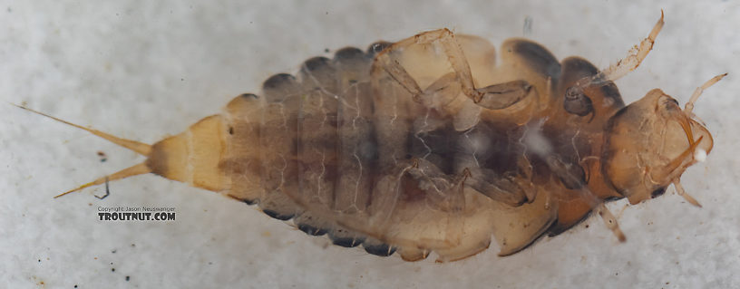 Coleoptera (Beetles) Beetle Larva from Mystery Creek #249 in Washington