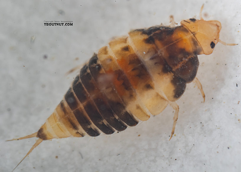 Coleoptera (Beetles) Beetle Larva from Mystery Creek #249 in Washington