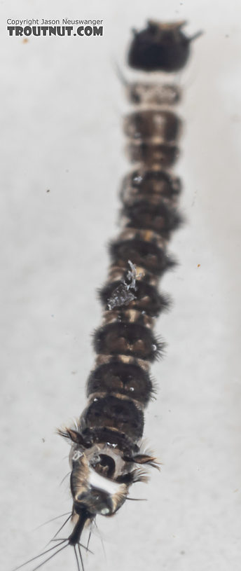 Dixa True Fly Larva from Mystery Creek #249 in Washington