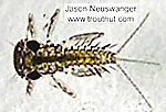 Leucrocuta hebe (Little Yellow Quill) Mayfly Nymph