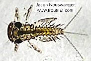 Leucrocuta hebe (Little Yellow Quill) Mayfly Nymph