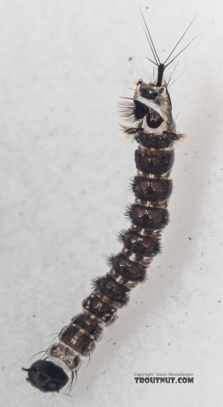 Dixa True Fly Larva from Mystery Creek #249 in Washington